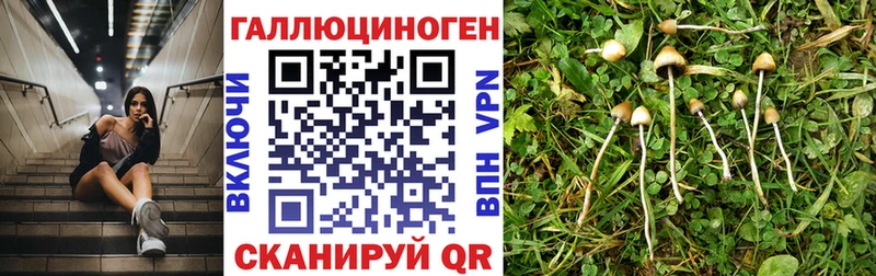 как найти   Выборг  Псилоцибиновые грибы Psilocybine cubensis 